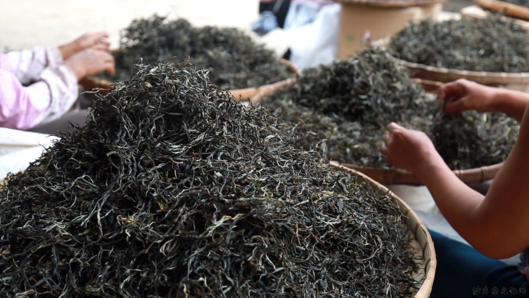 勐库镇懂过村：7800亩春茶开采